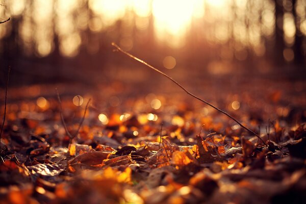 Wet fallen autumn leaves