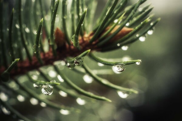 Dew drops on spruce paws. The sun