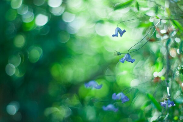 Piccoli fiori blu su sfondo verde