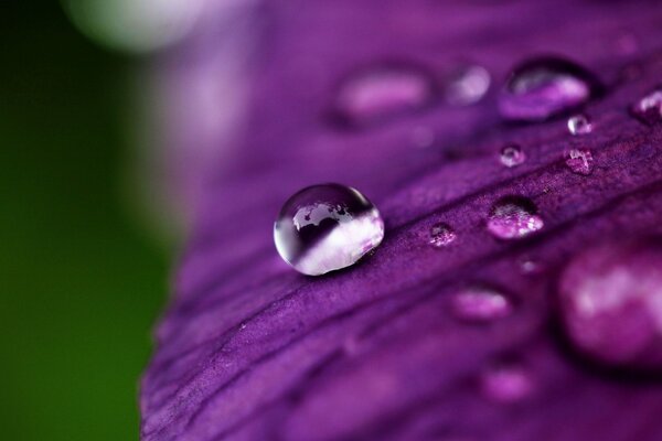 A drop of dew on a flower petal