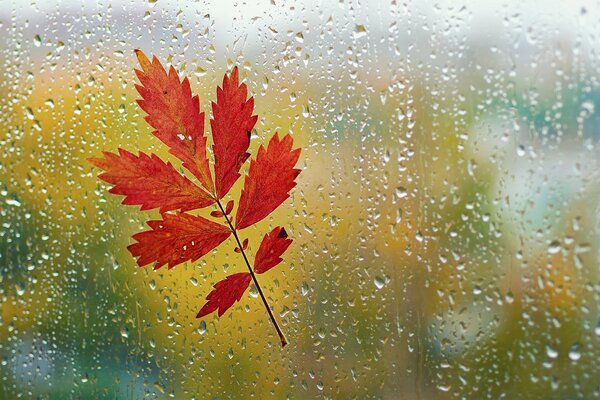 Jesienny liść przyklejony do mokrego szkła