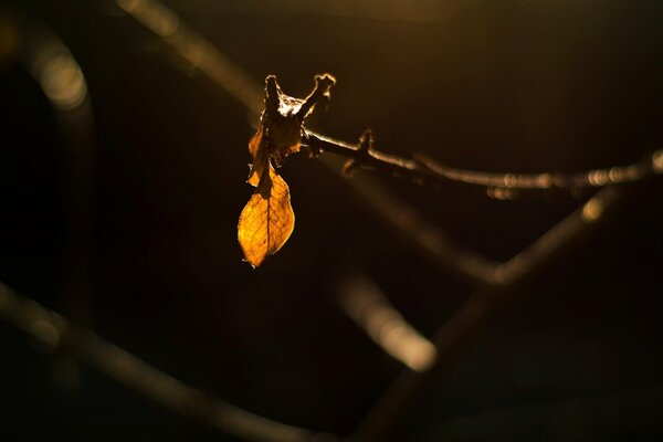 Solitaria hoja de otoño en una rama