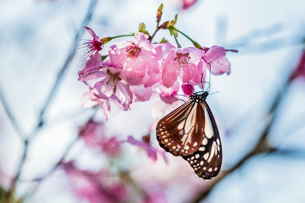 A butterfly sits on a blooming cherry tree