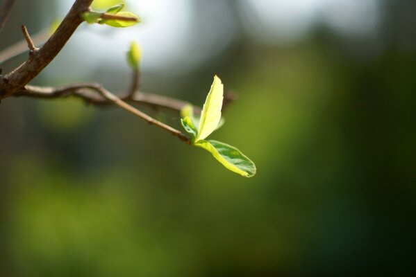 Der Frühling ist gekommen. Das Blatt hat sich aufgelöst. Bis