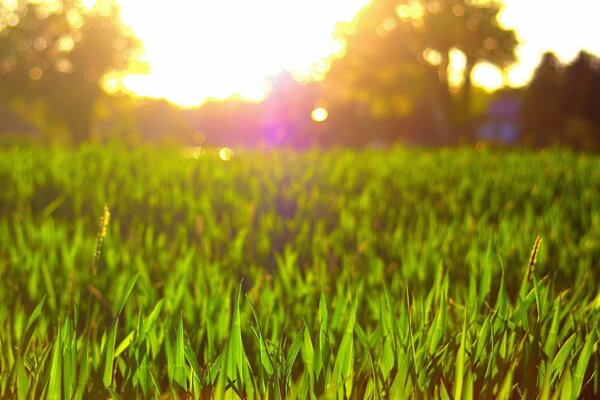 L éblouissement du soleil. Herbe verte. Prise de vue grand écran