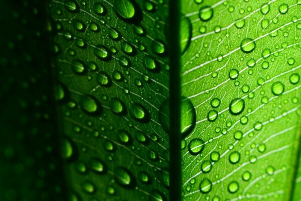 Gros plan de rosée sur une feuille verte