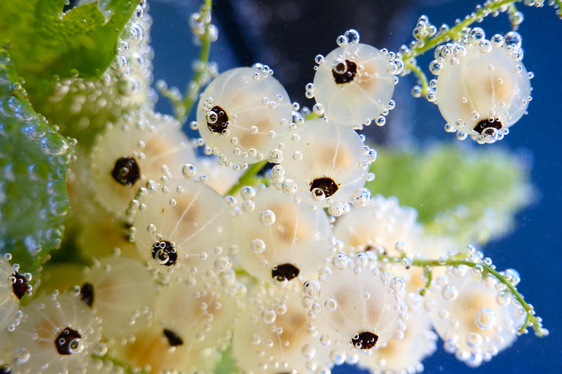 groseille blanc eau bulles