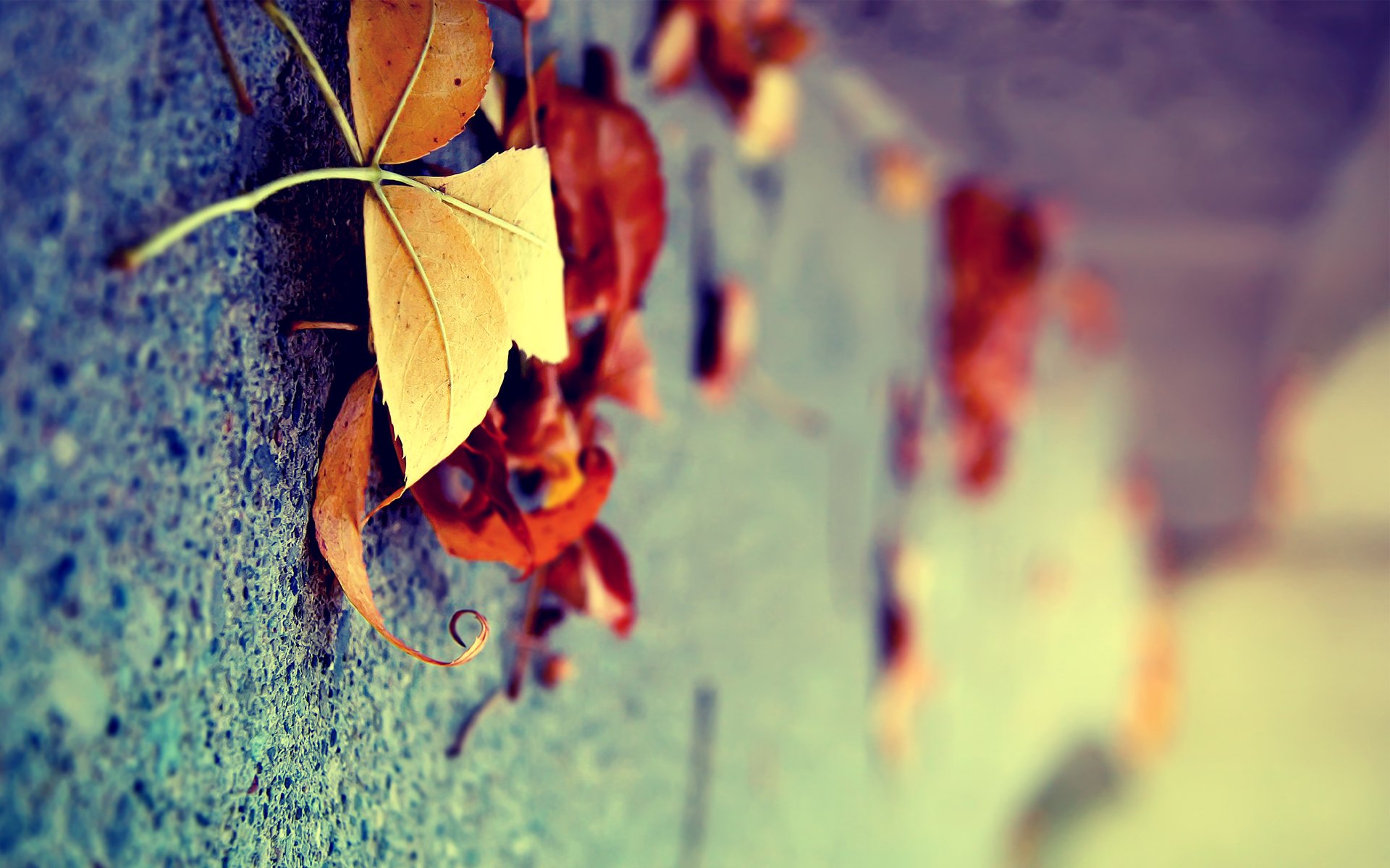 leaves close up vertical autumn surface yellow dry