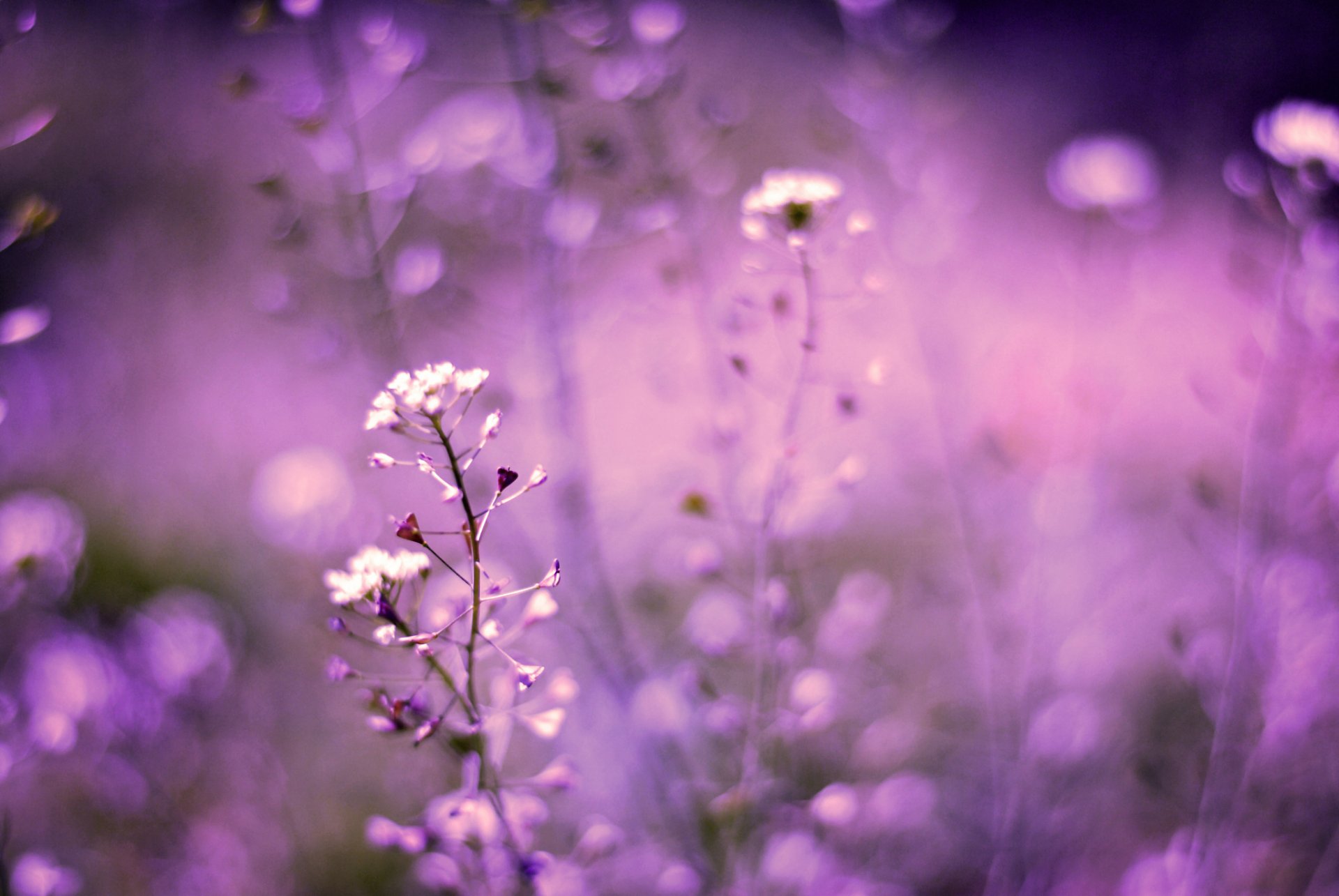 fleurs lilas champ bokeh flou gros plan