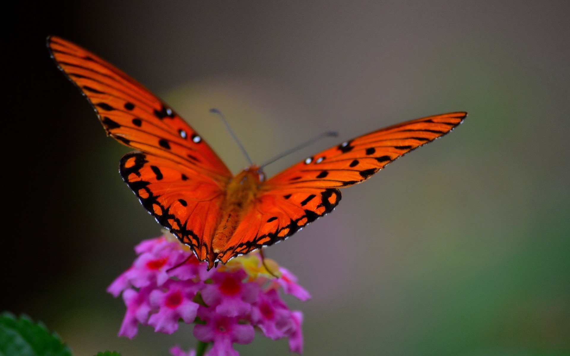 macro mariposa flor