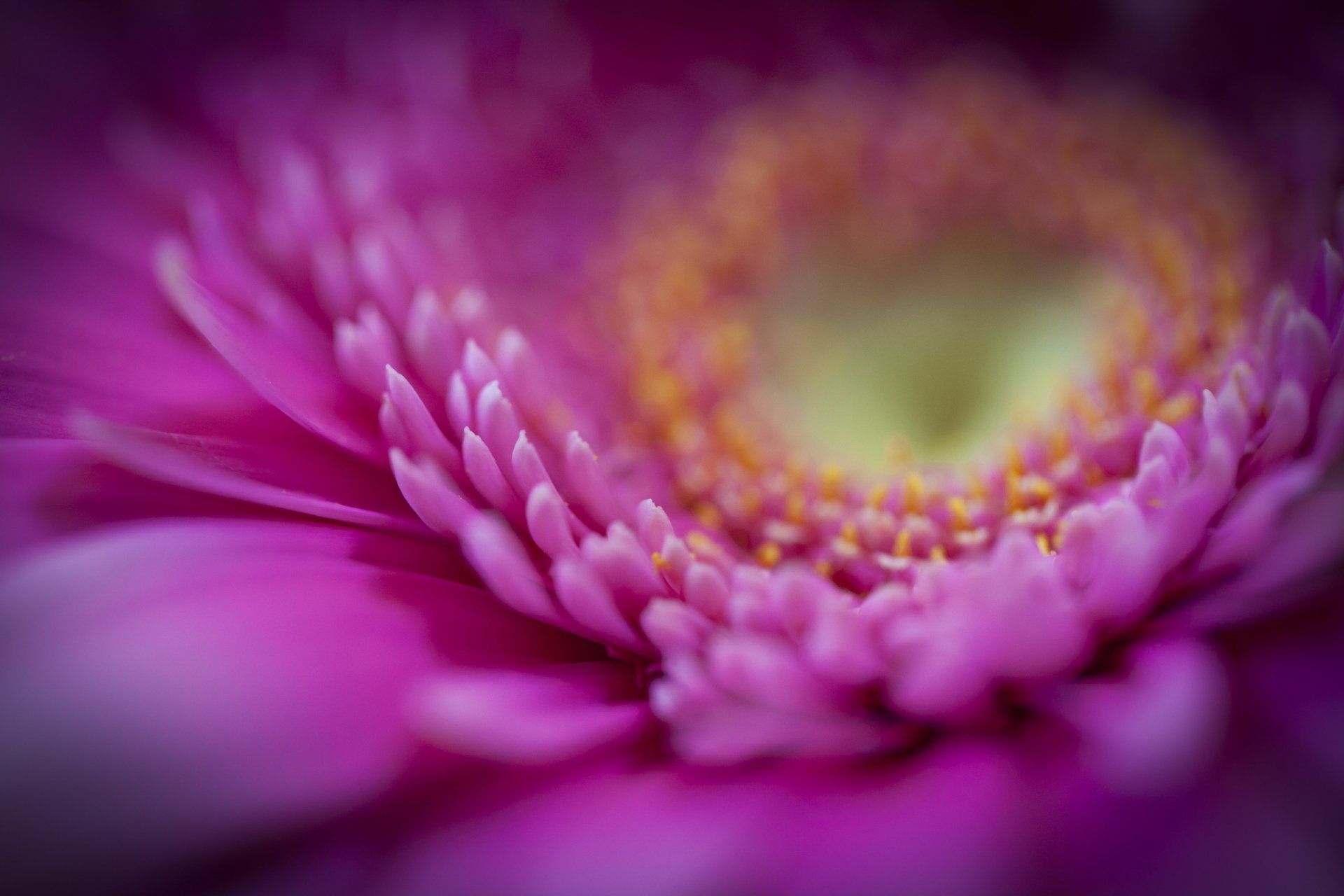 gerbera fleur rose gros plan pétales