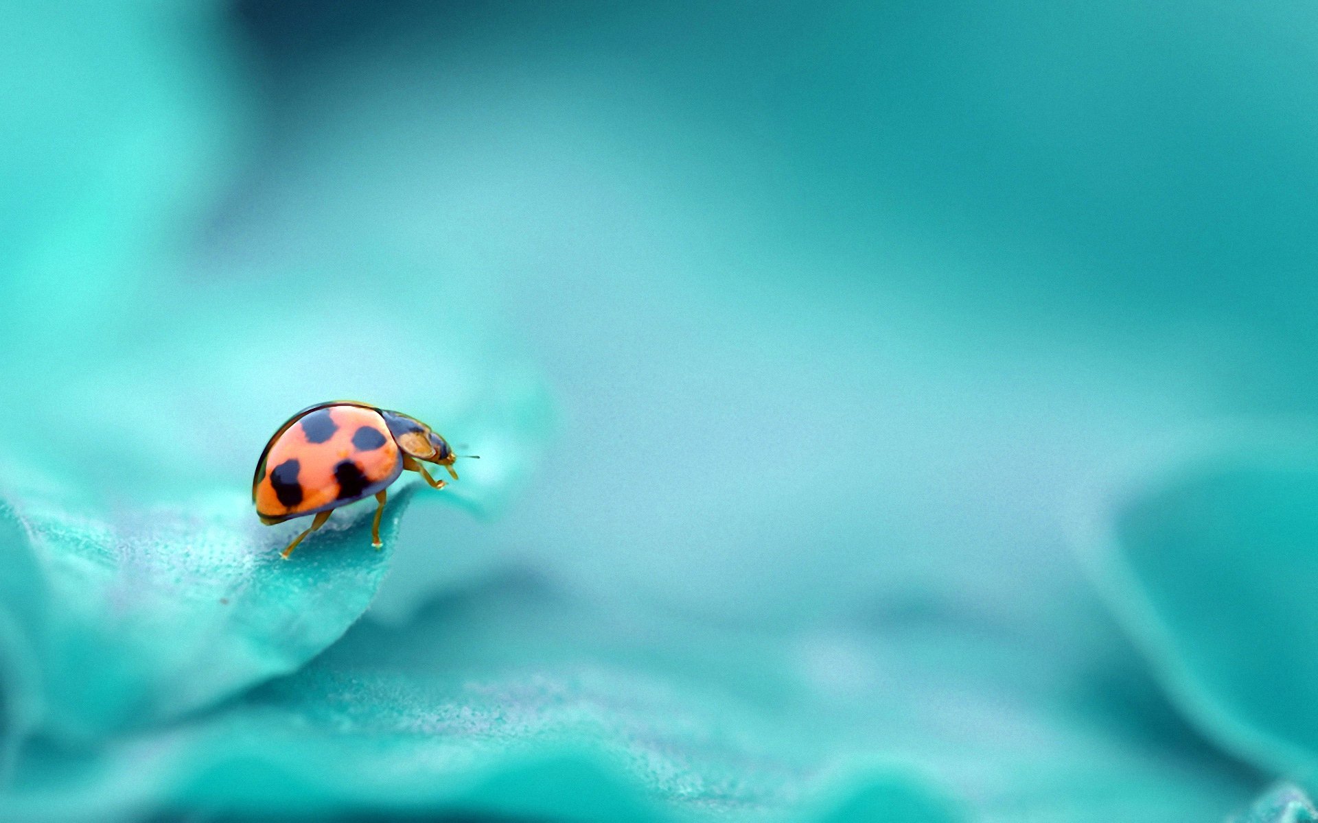 ladybug insect turquoise flowers background