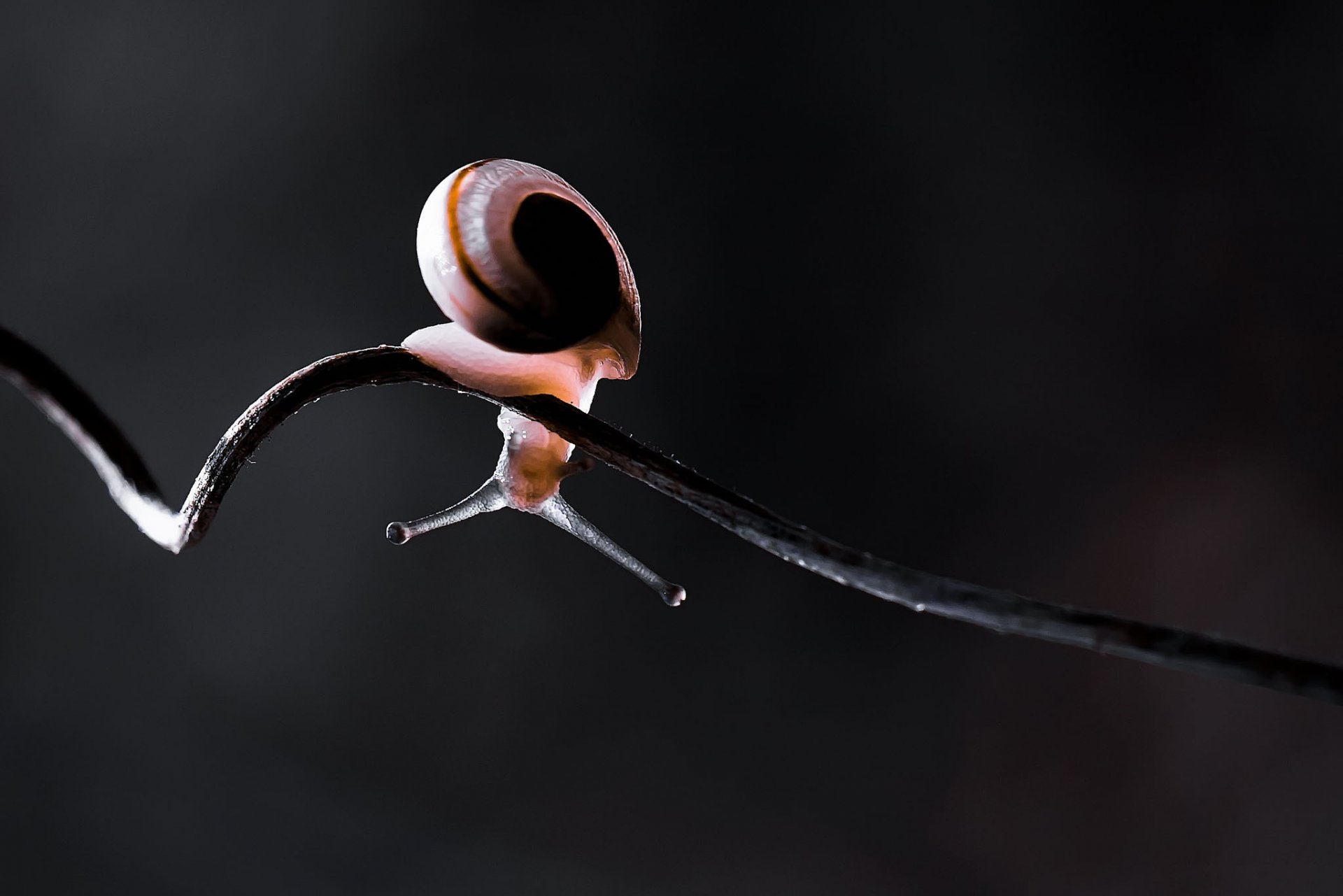 gros plan escargot vrilles tige vigne tordu lumière vers le haut