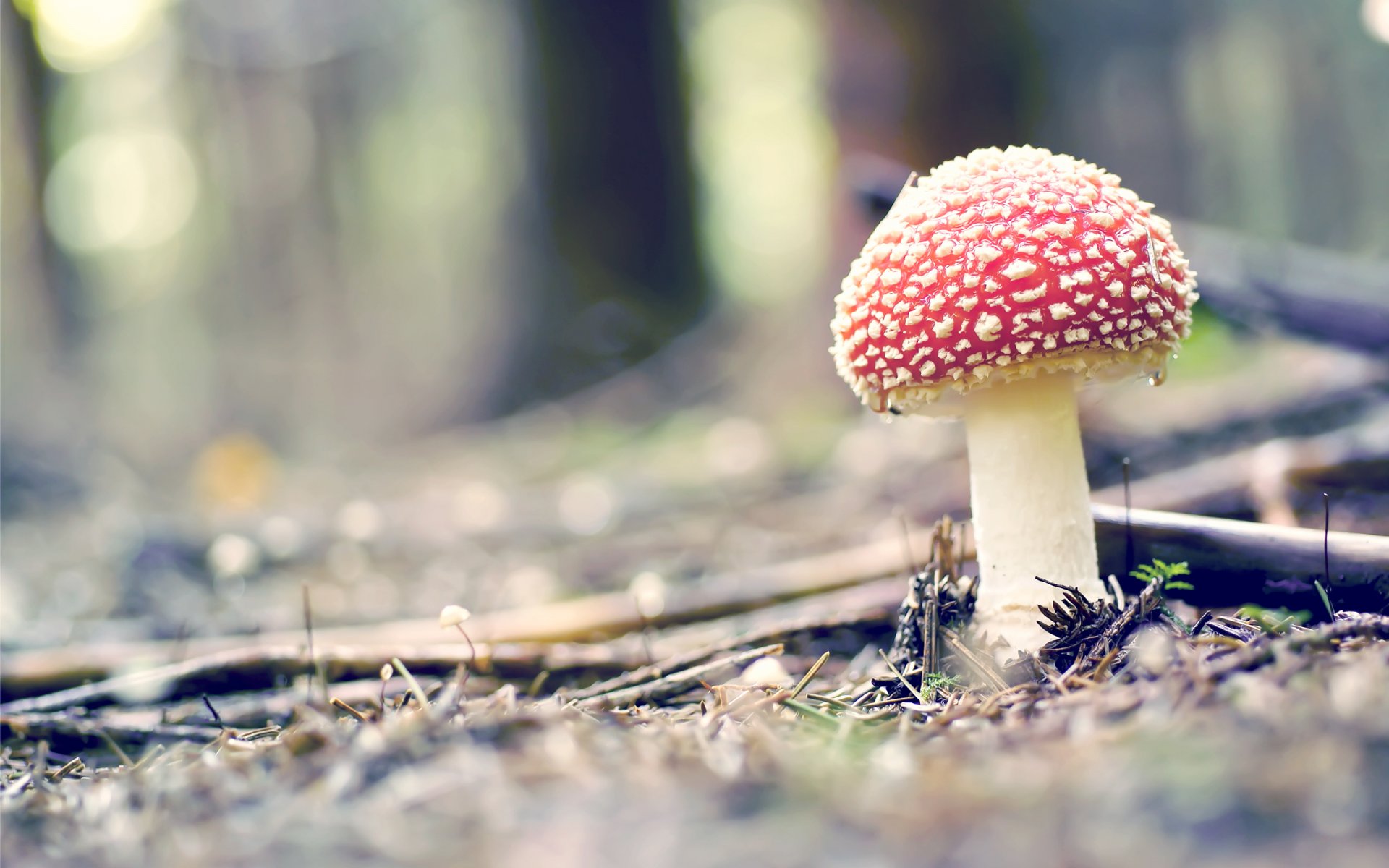 seta amanita macro naturaleza manchas rojo bosque hierba