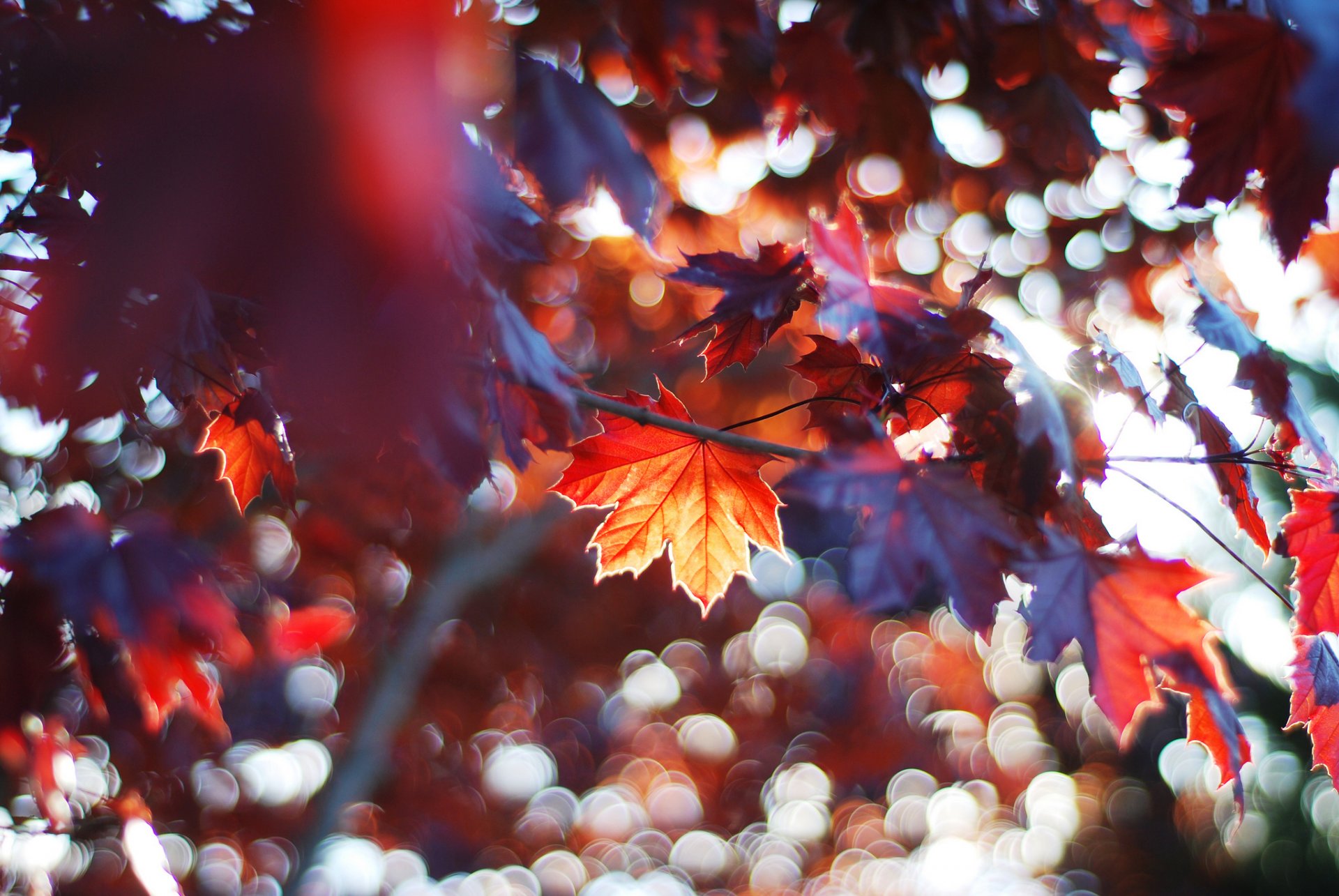 foresta albero rami foglie autunno