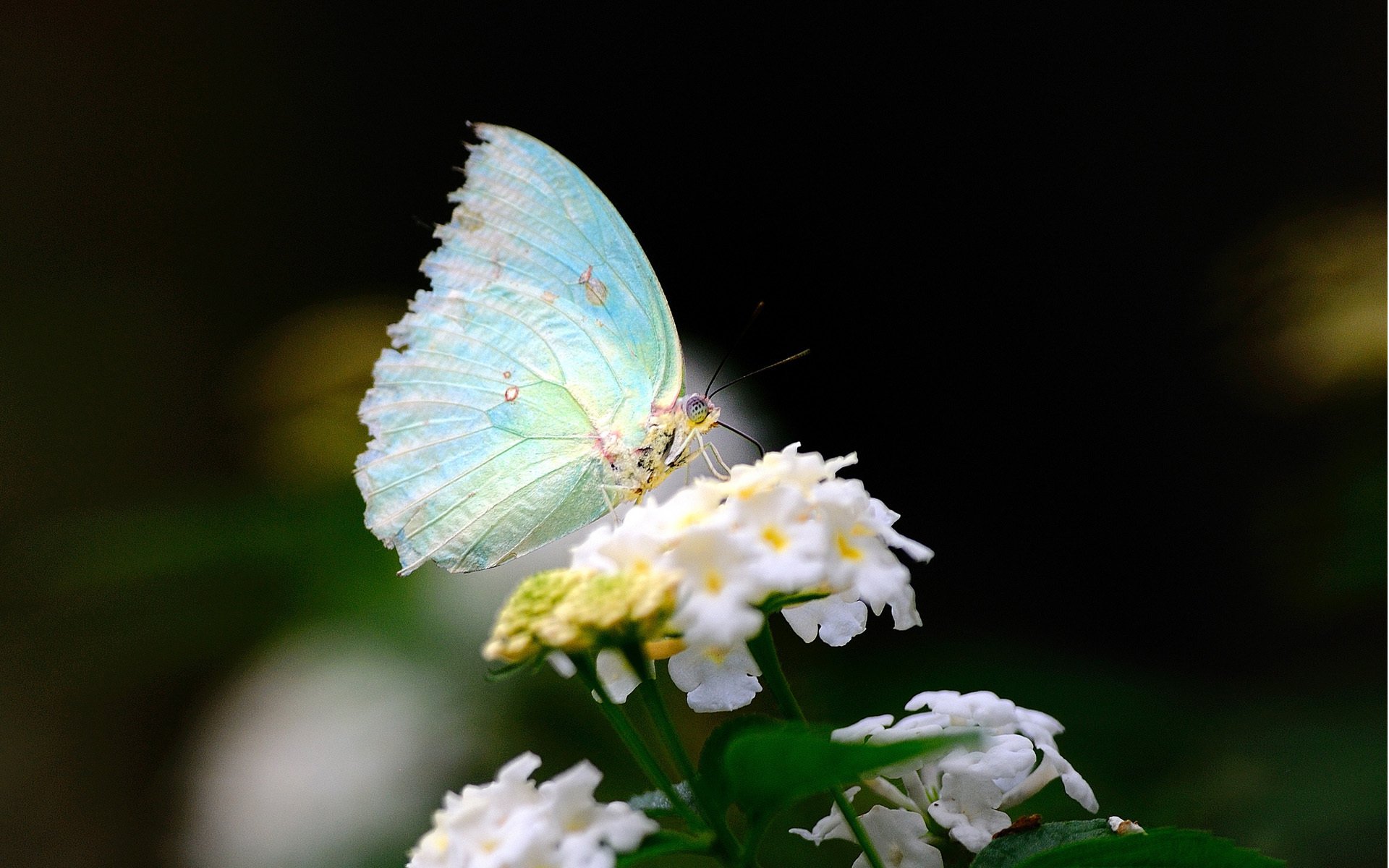 macro farfalla ali fiore bianco