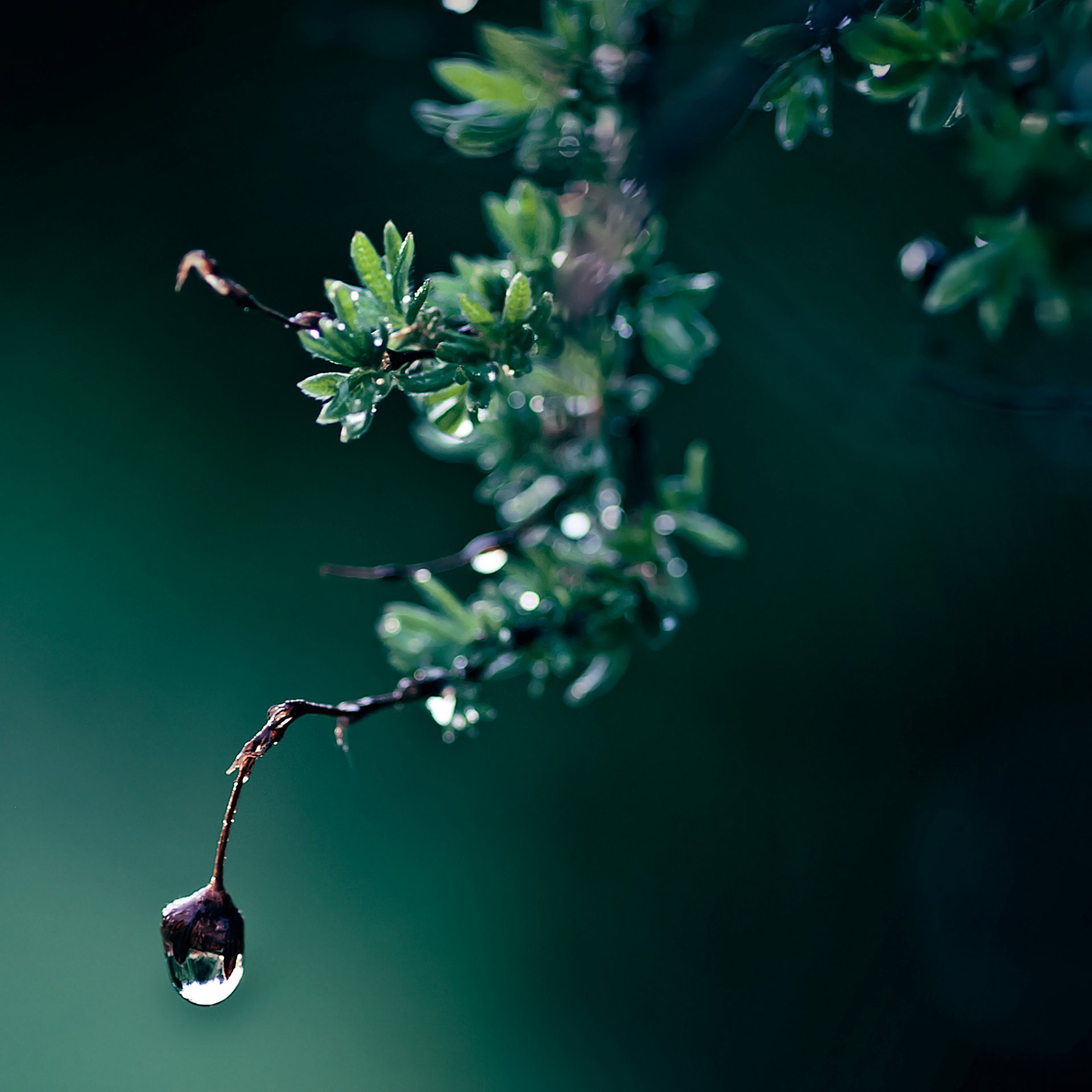 branche feuilles verdure gros plan goutte