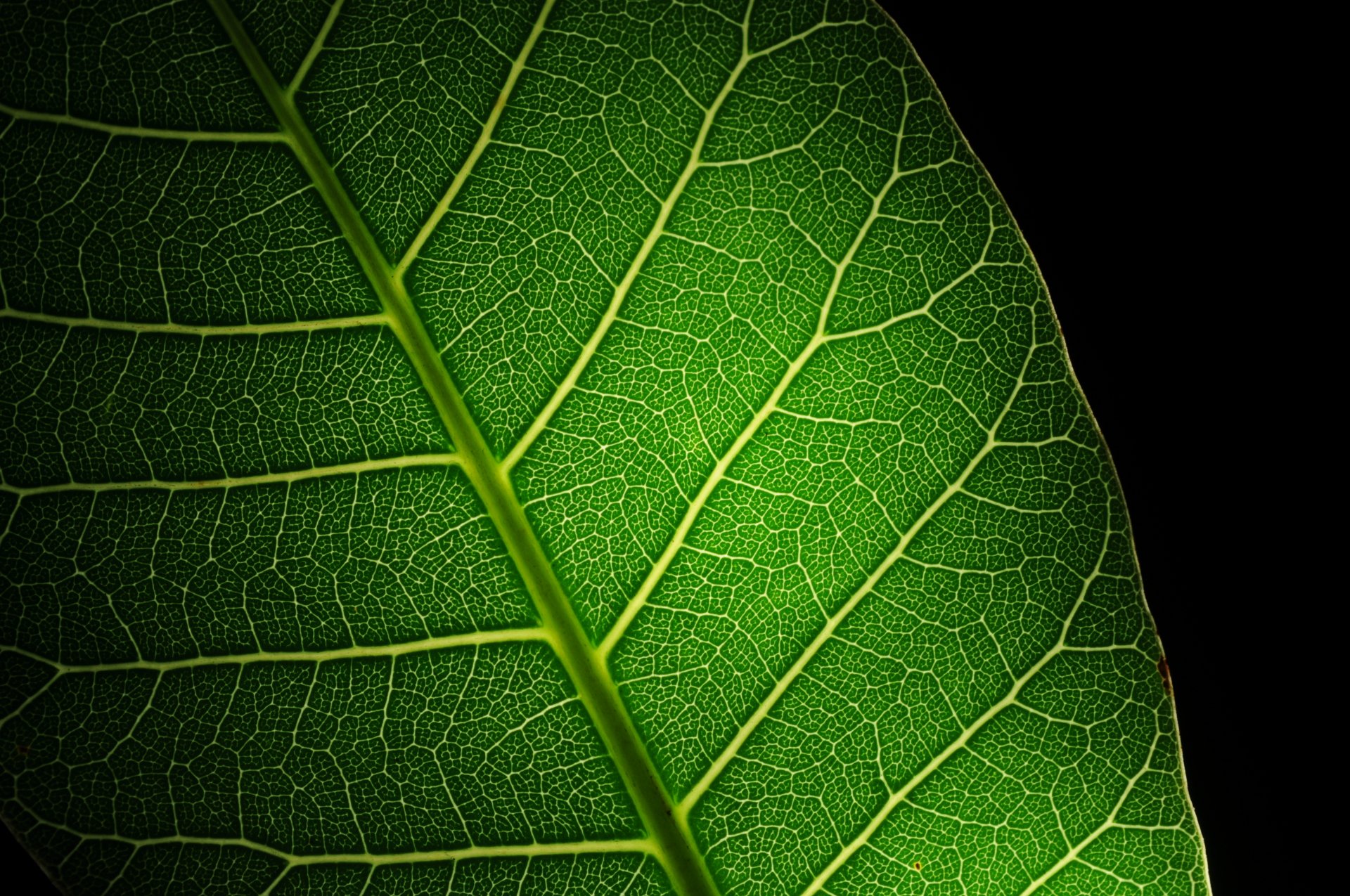 feuille vert veines macro lumière éblouissement