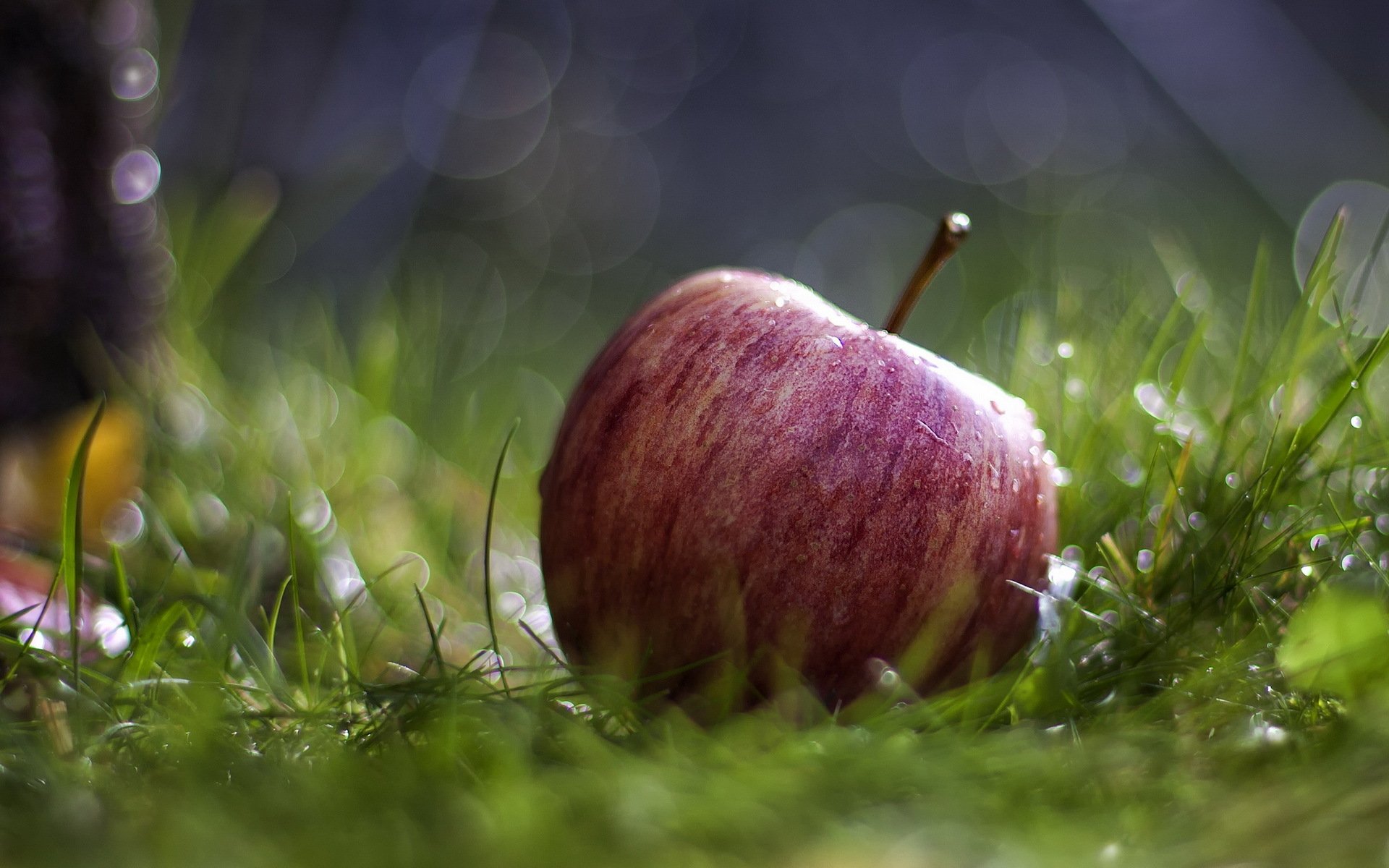 apple grass close up