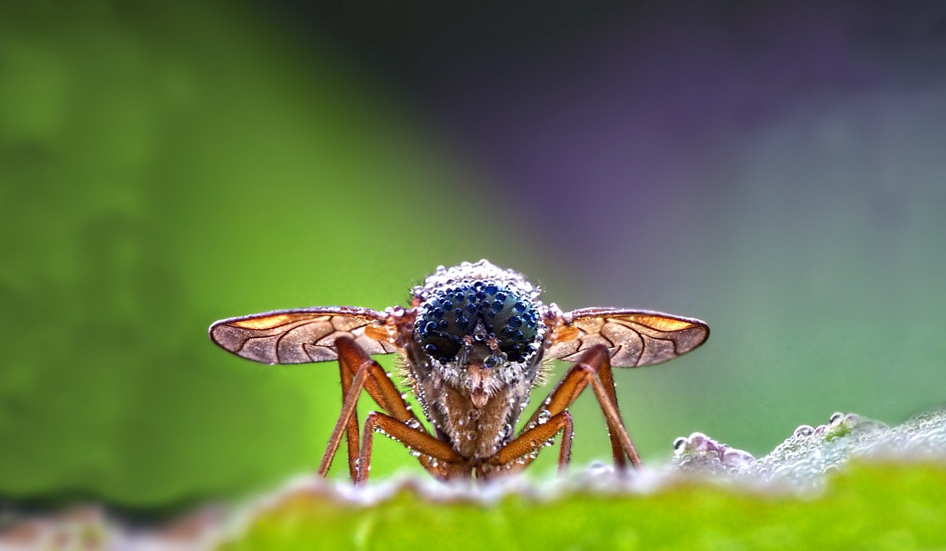 insetto mosca occhi zampe ali proboscide acqua gocce rugiada