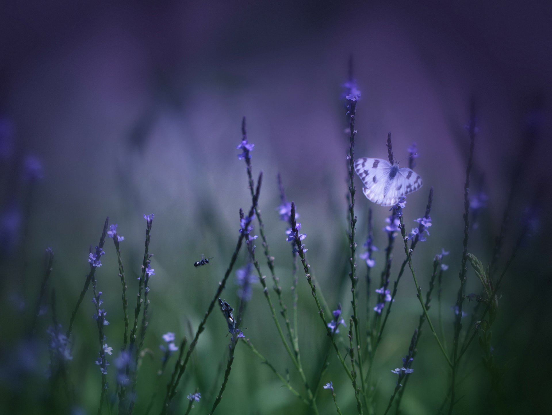 butterfly flowers lilac grass field macro blur green purple background