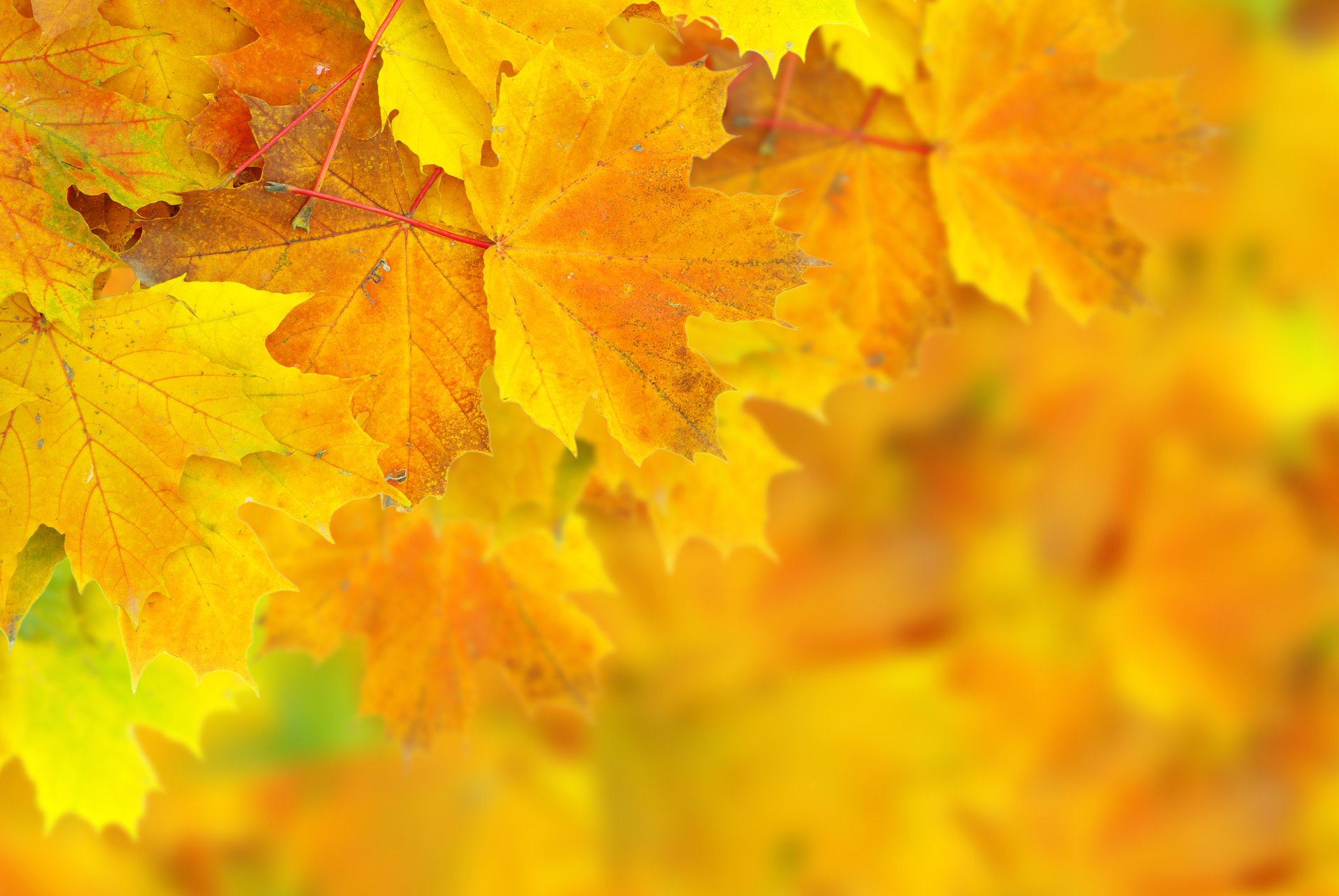 feuilles automne bokeh