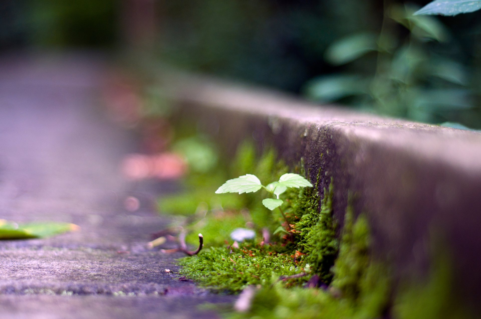 road plant green grass the germ close up bokeh