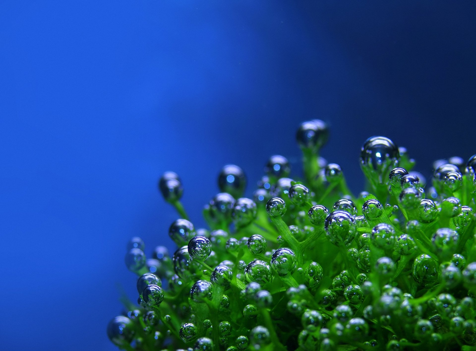 planta gotas burbujas verde fondo azul