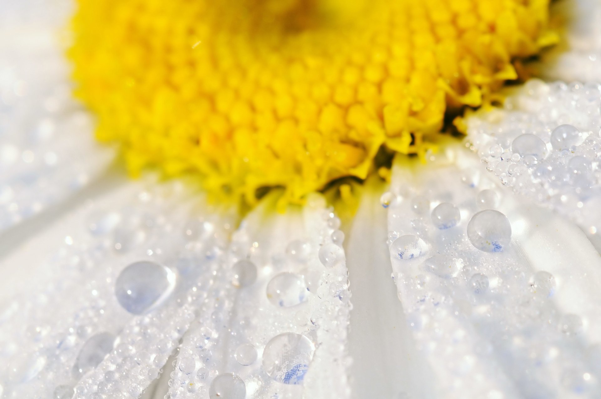 fleur camomille pétales eau gouttes gros plan