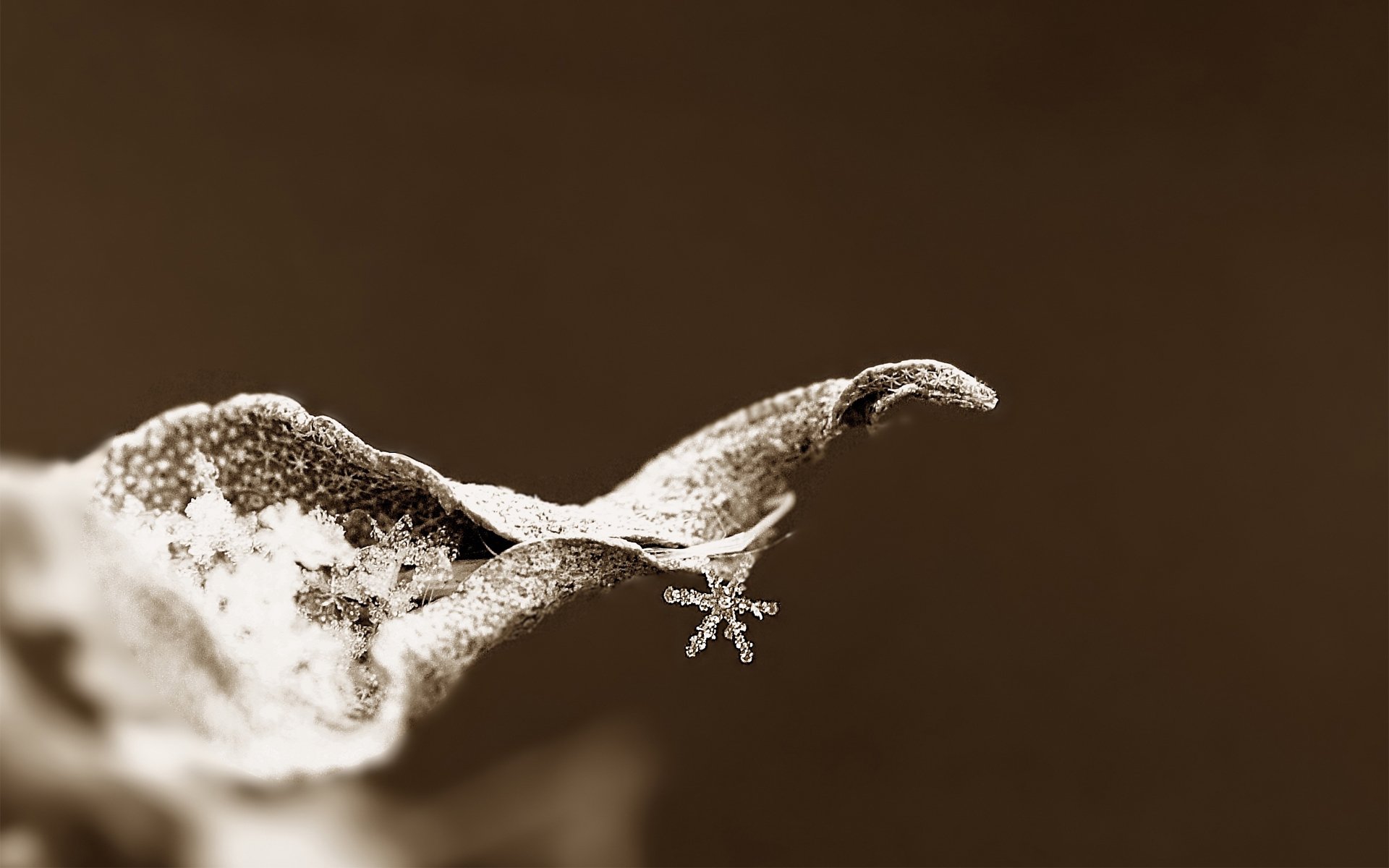 gros plan flocon de neige feuille sec givre photo