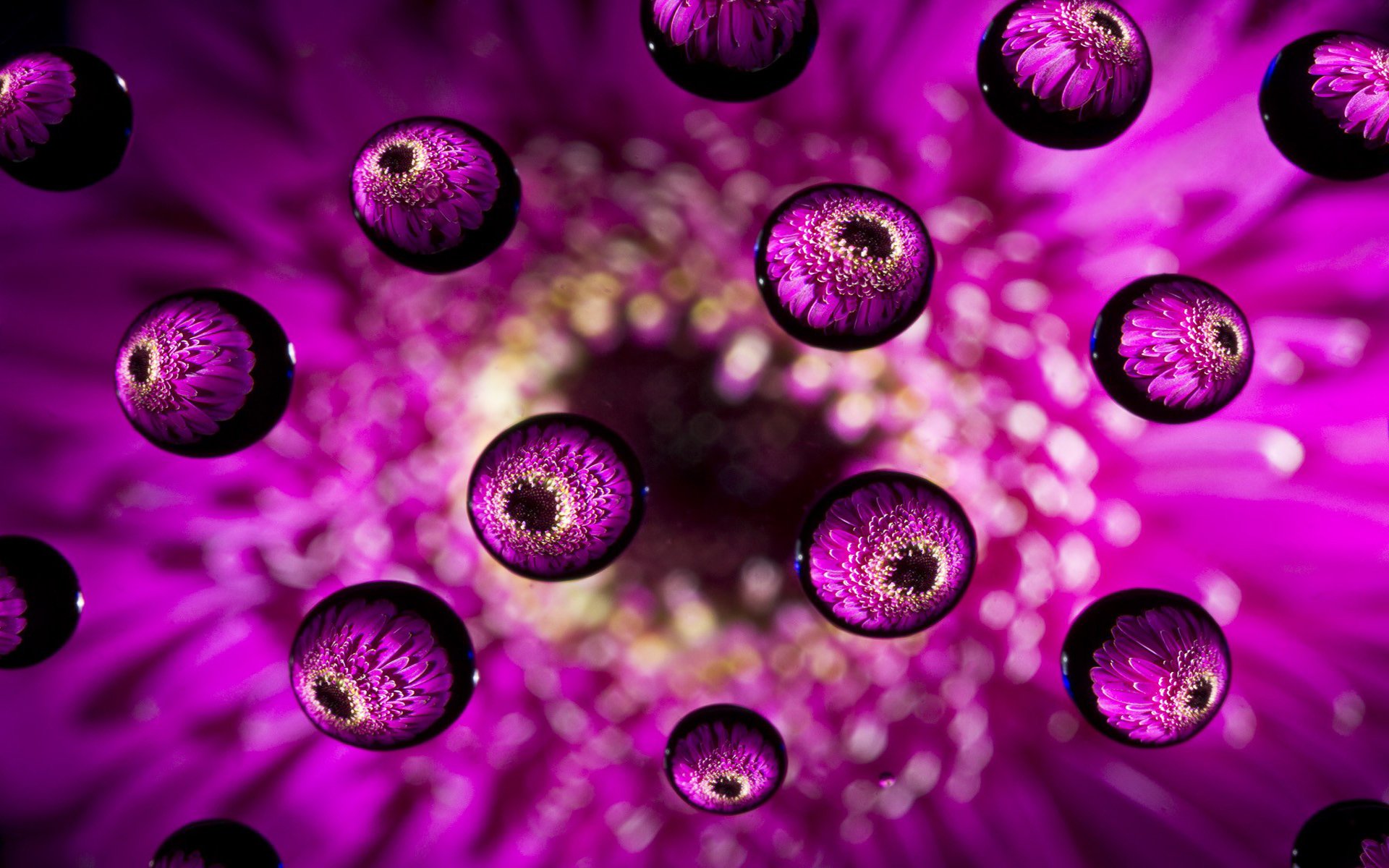 flor rosa gotas macro bolas