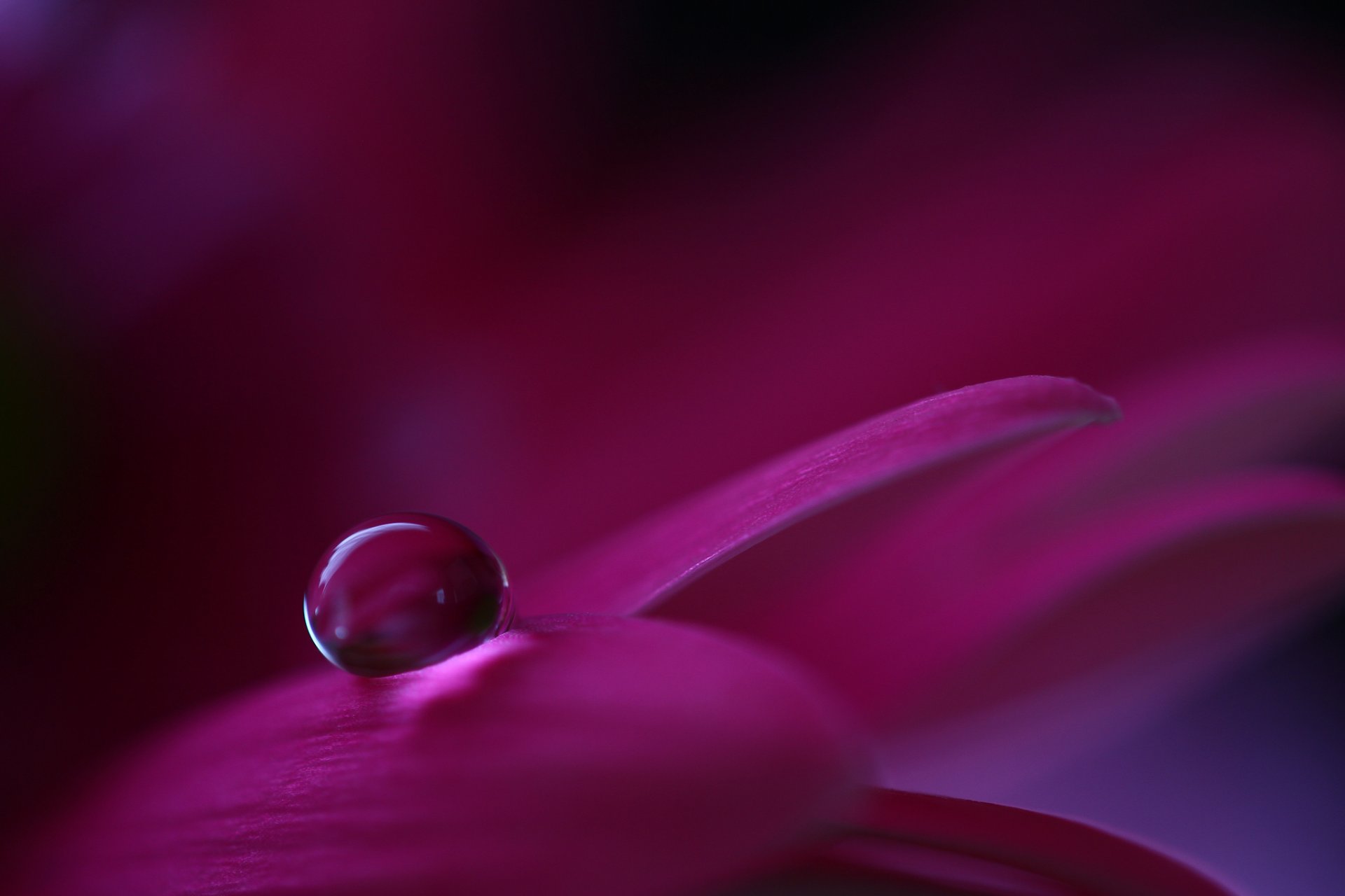 magenta flower petals droplet close up