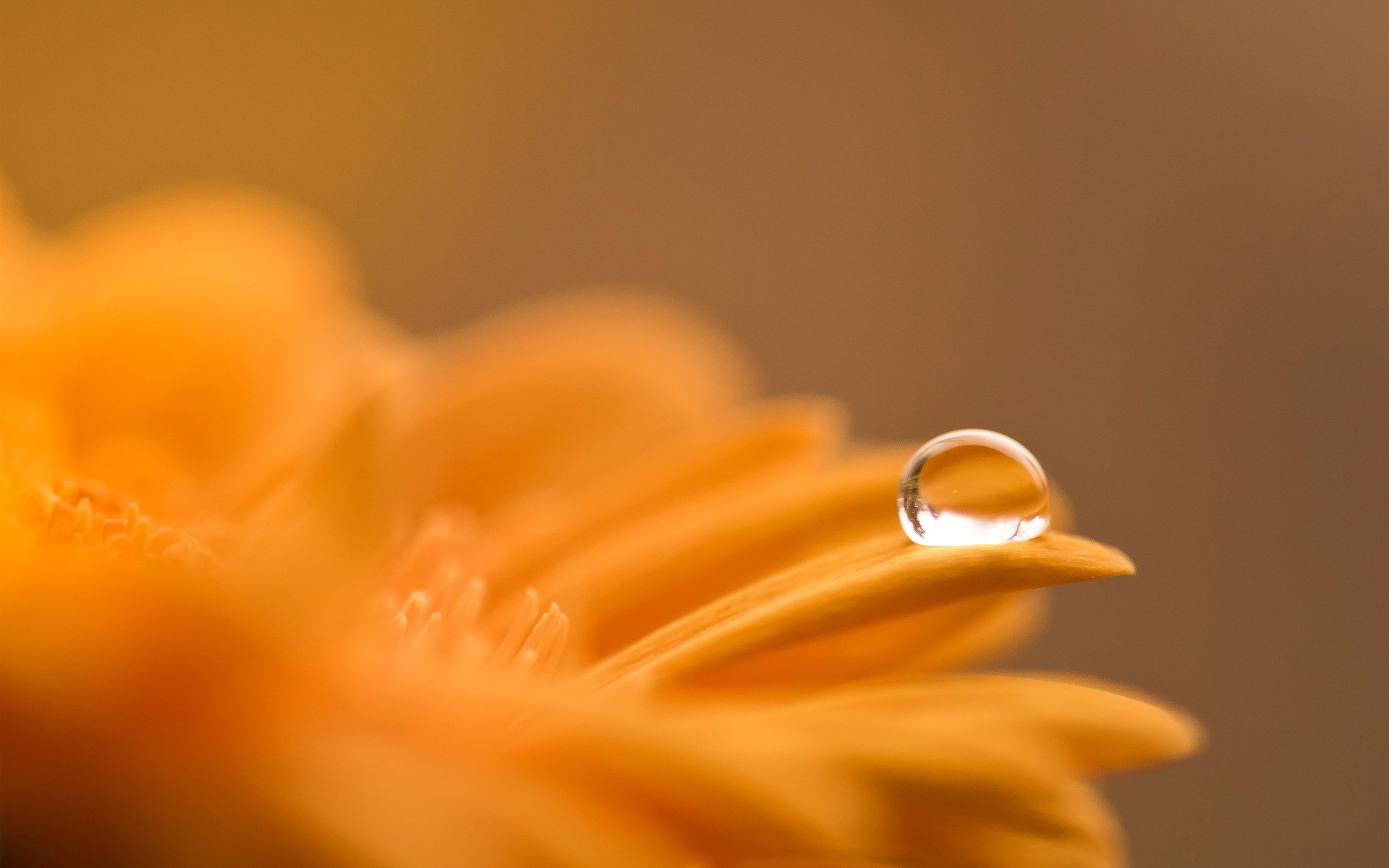 blume orange tropfen tau makro gerbera