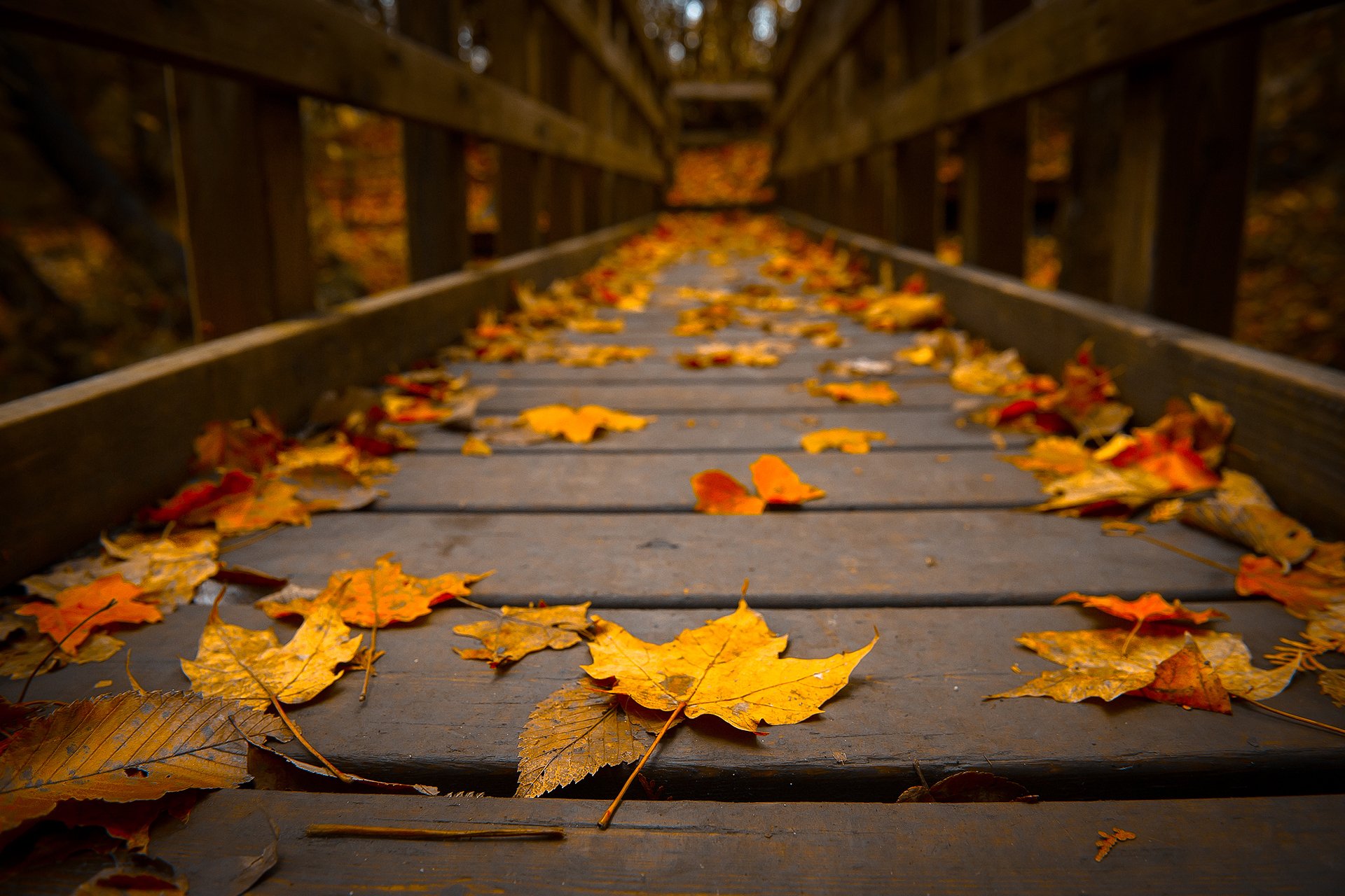 makro brücke baum laub herbst