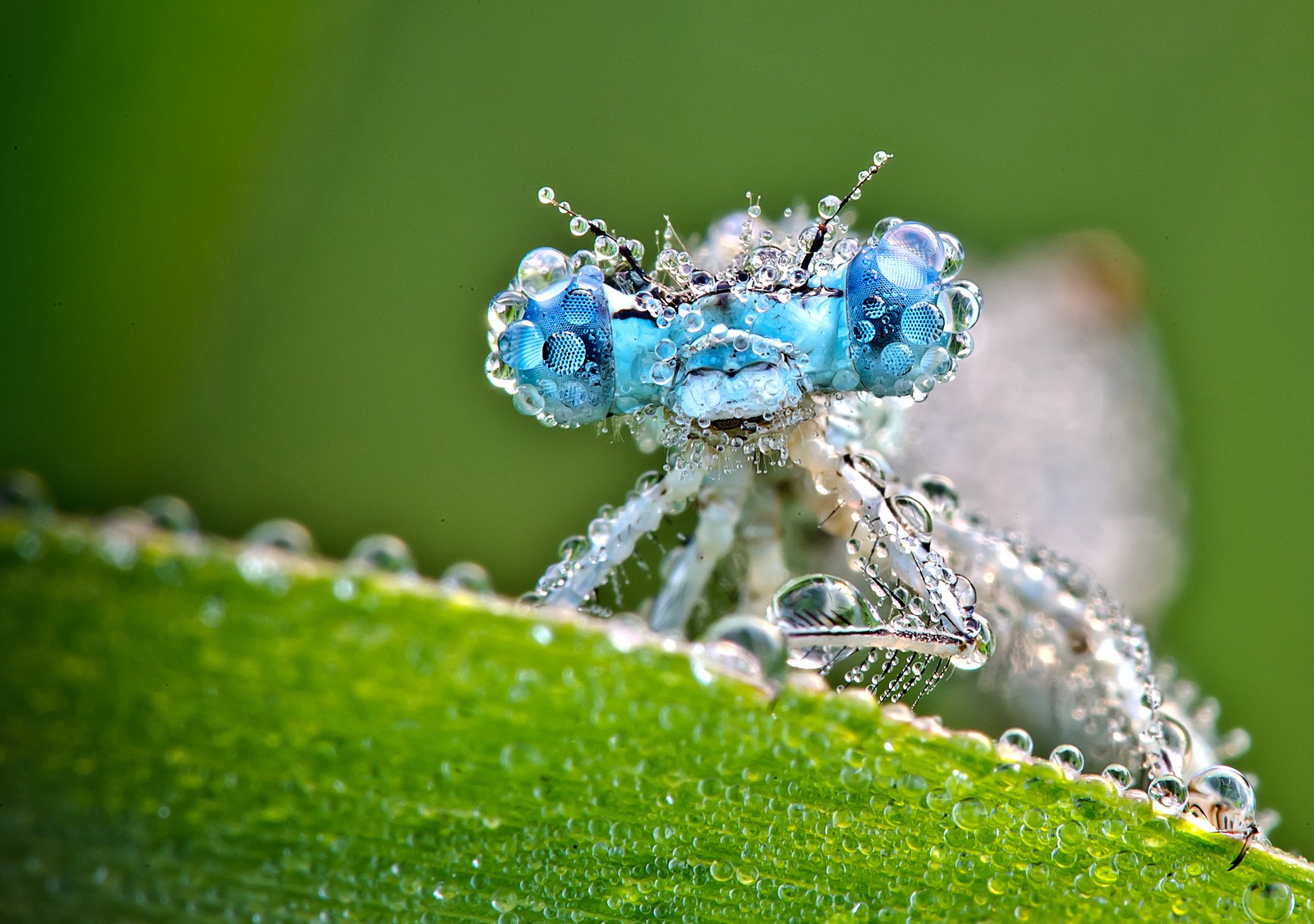 close up wet dragonfly drops sheet green background