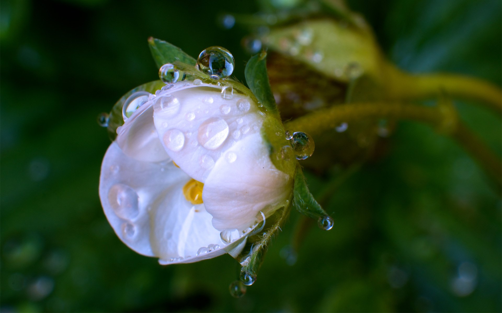 fleur blanc bourgeon rosée gouttes gros plan verdure