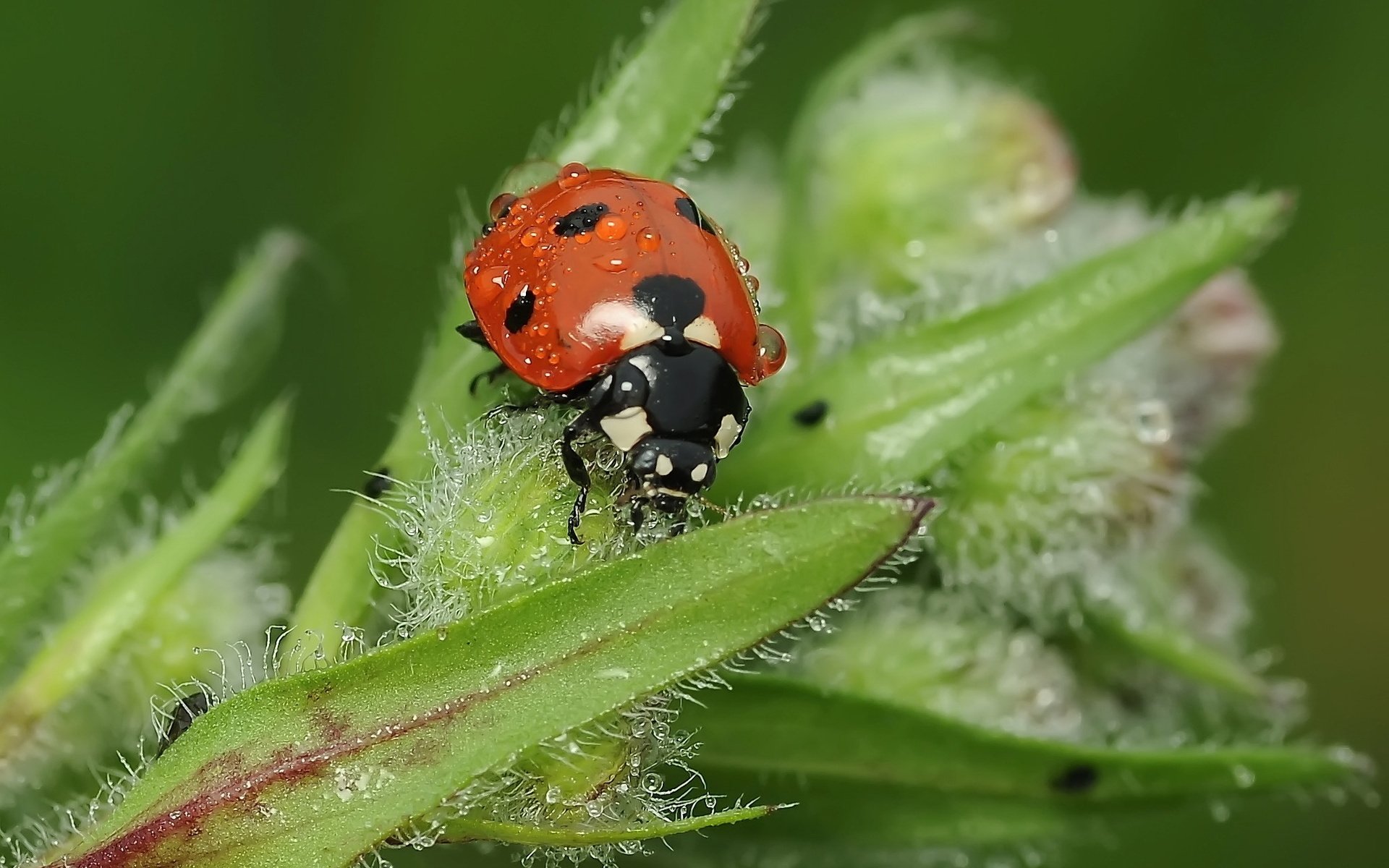 mariquita insecto escarabajo hojas gotas rocío