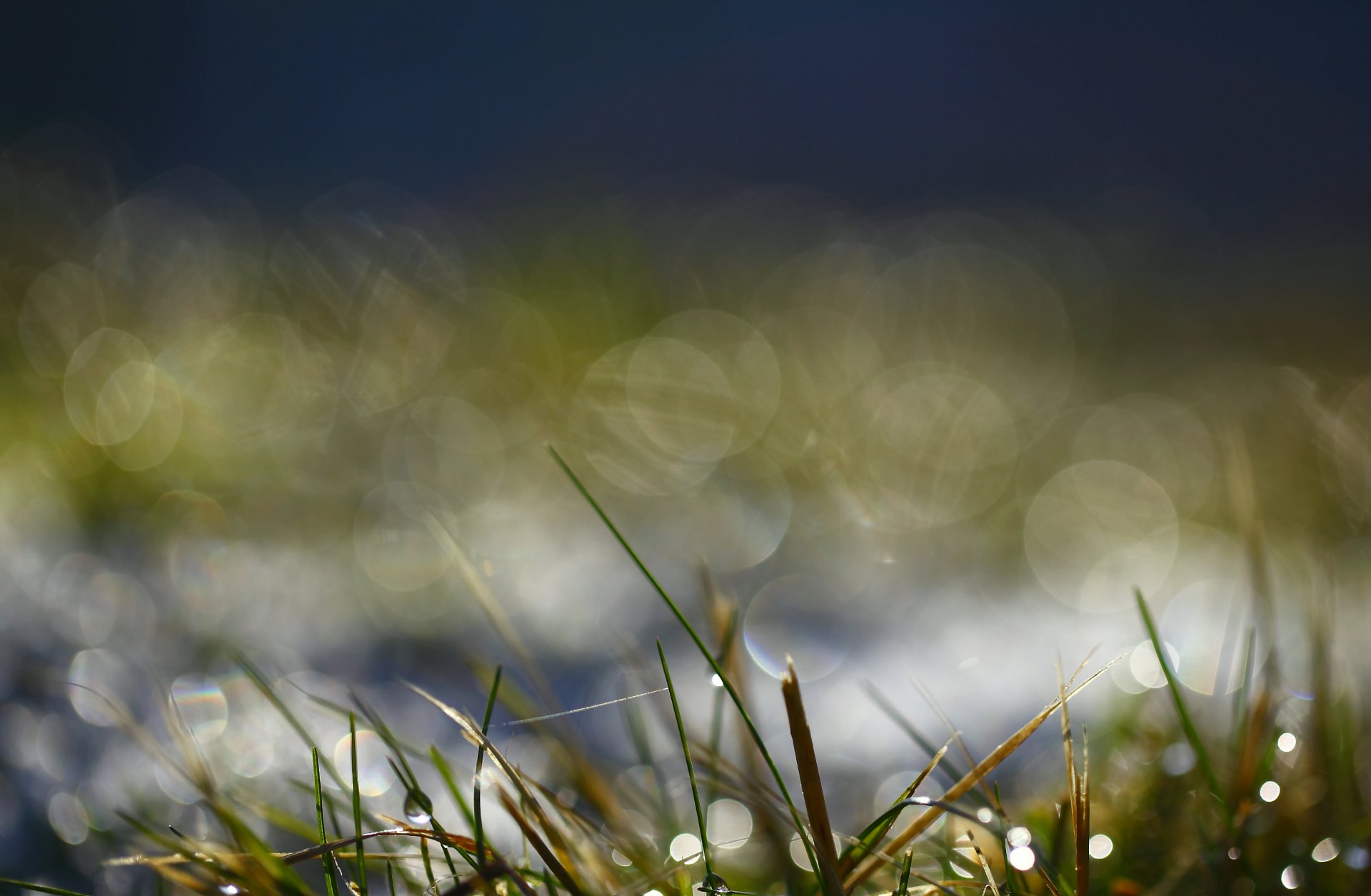 erba verde mattina gocce acqua rugiada macro bokeh luci