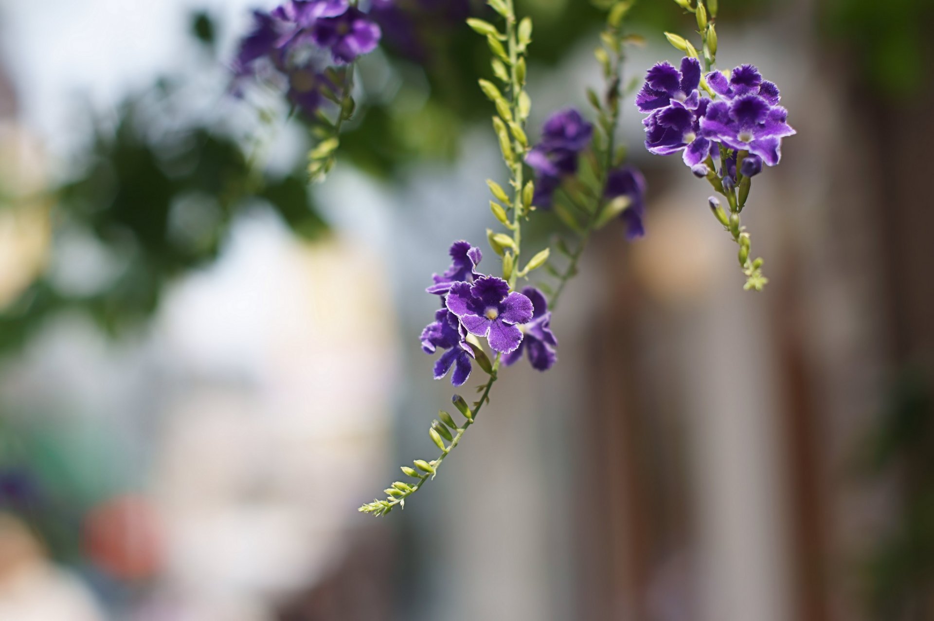 duranta fioletowy kwiaty płatki gałęzie makro rozmycie