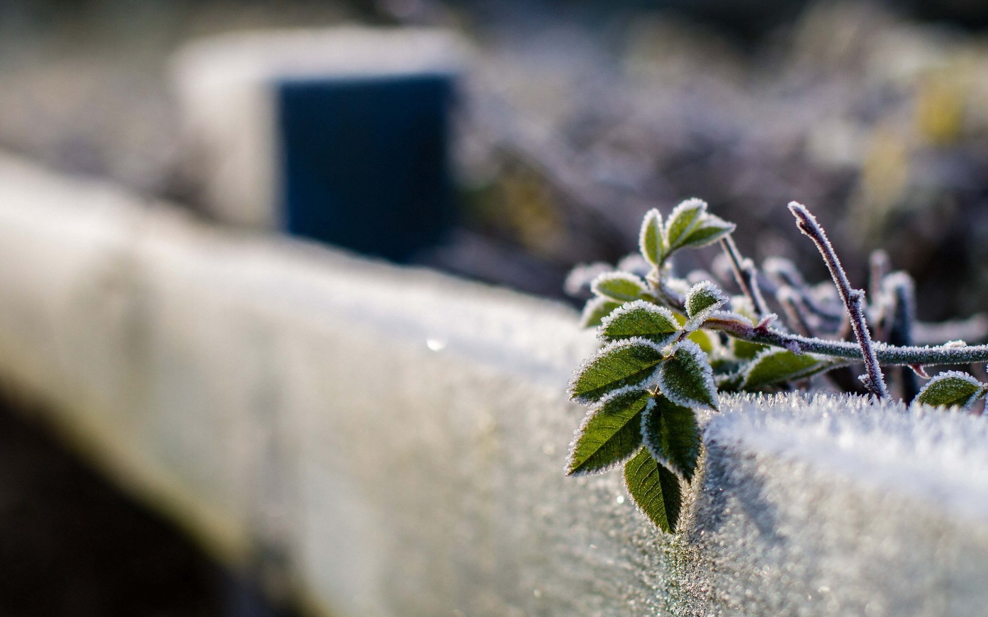 foglie recinzione macro