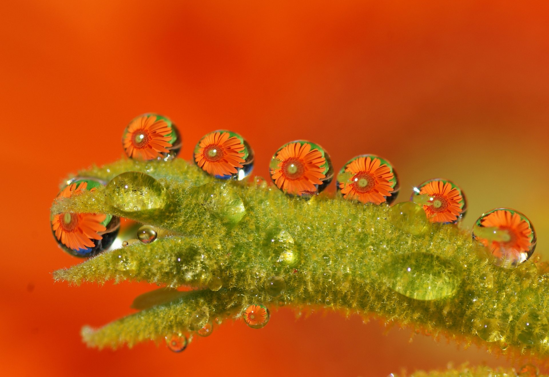 close up wet water drops flower orange green tamara photography