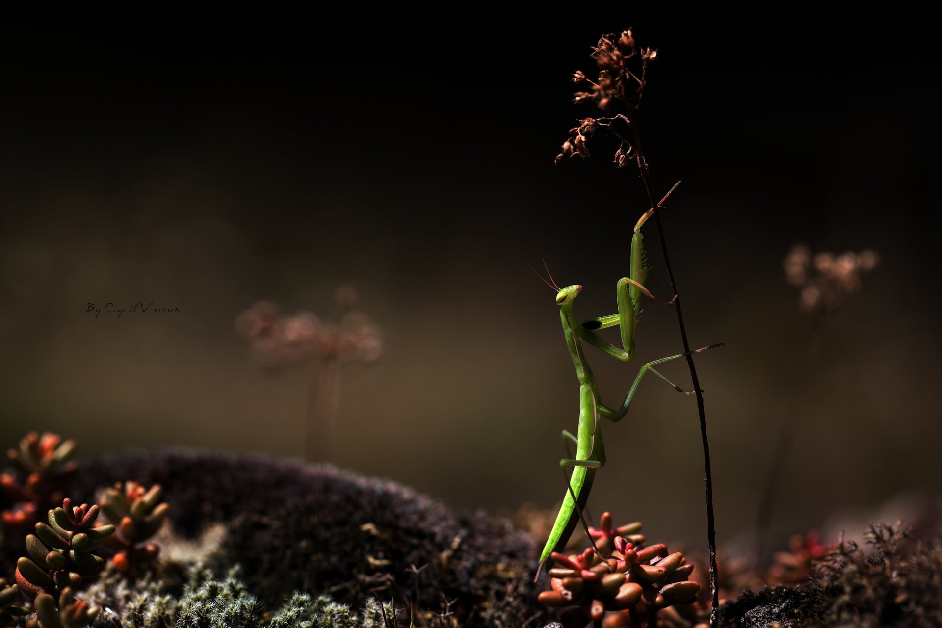 insecto mantis religiosa hoja de hierba hierba macro arrastrándose verde