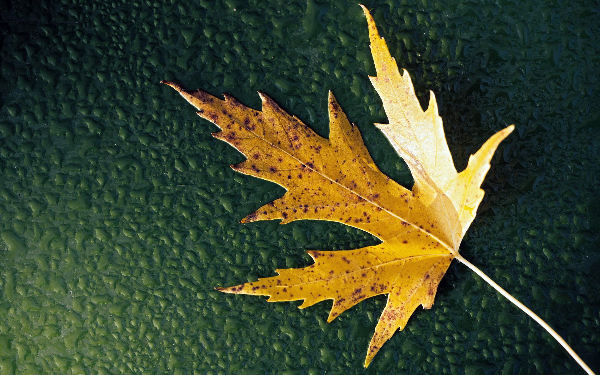 sfondo gocce acqua foglia autunno foglia