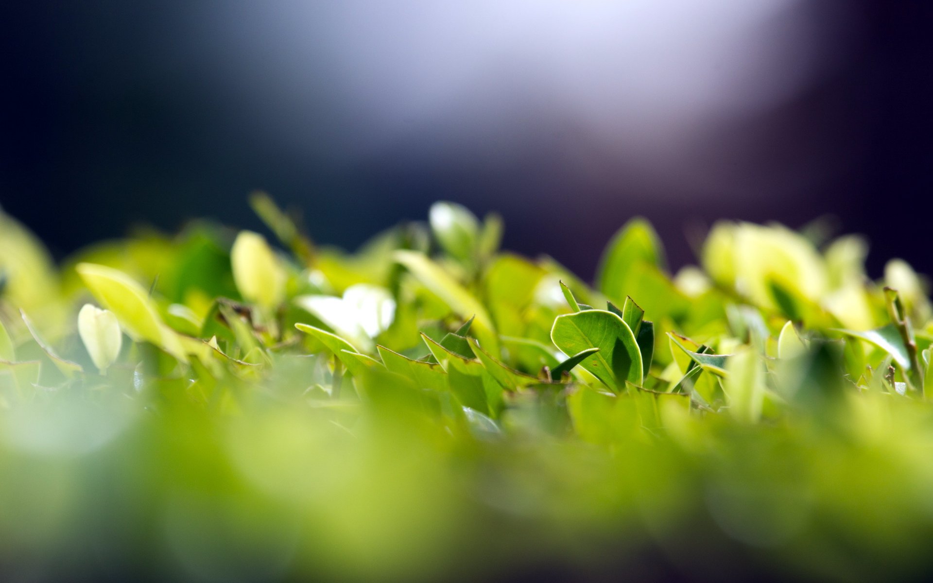 feuilles verts gros plan