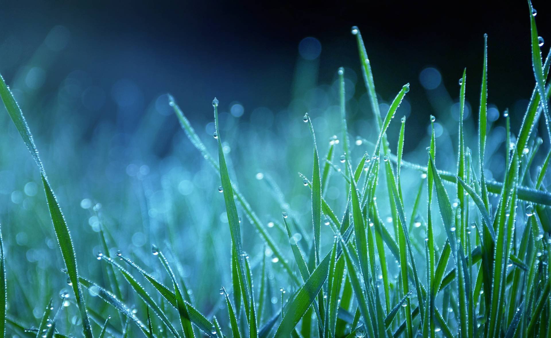 nature herbe rosée gouttes bleu bleu