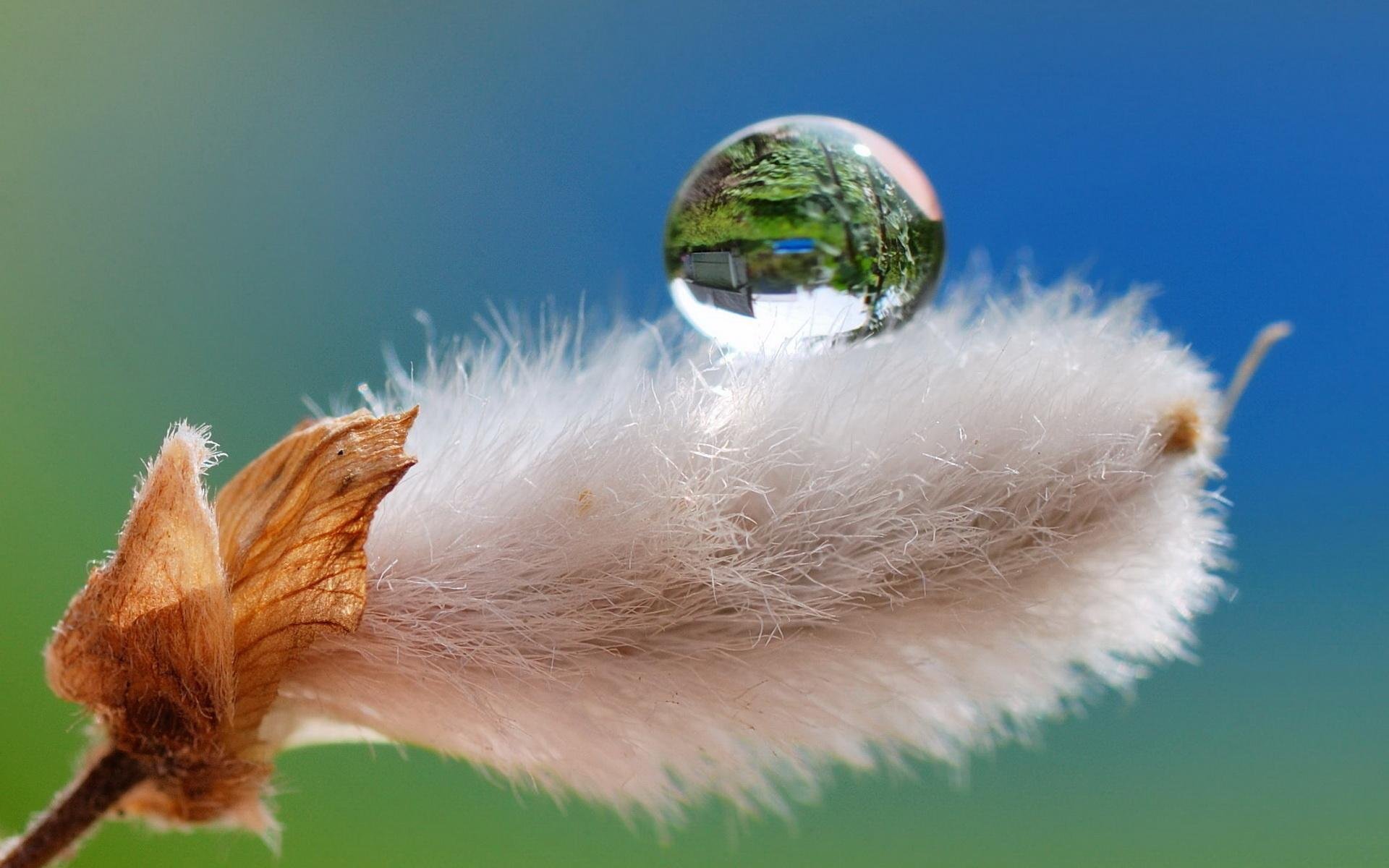 gros plan nature goutte rosée fluffy