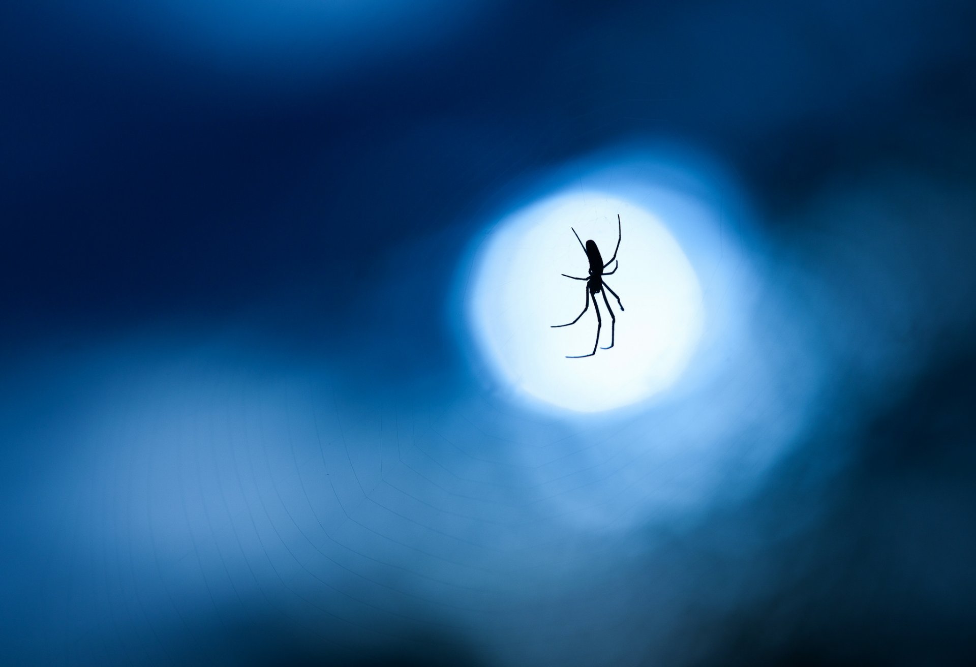 pider web night moon blue background close up