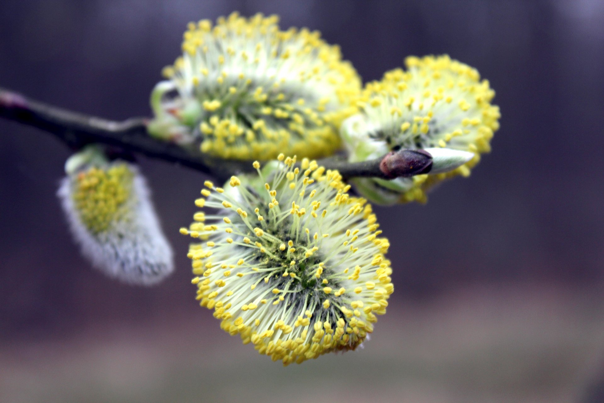 printemps floraison saule branche saison papier peint printemps plante macro