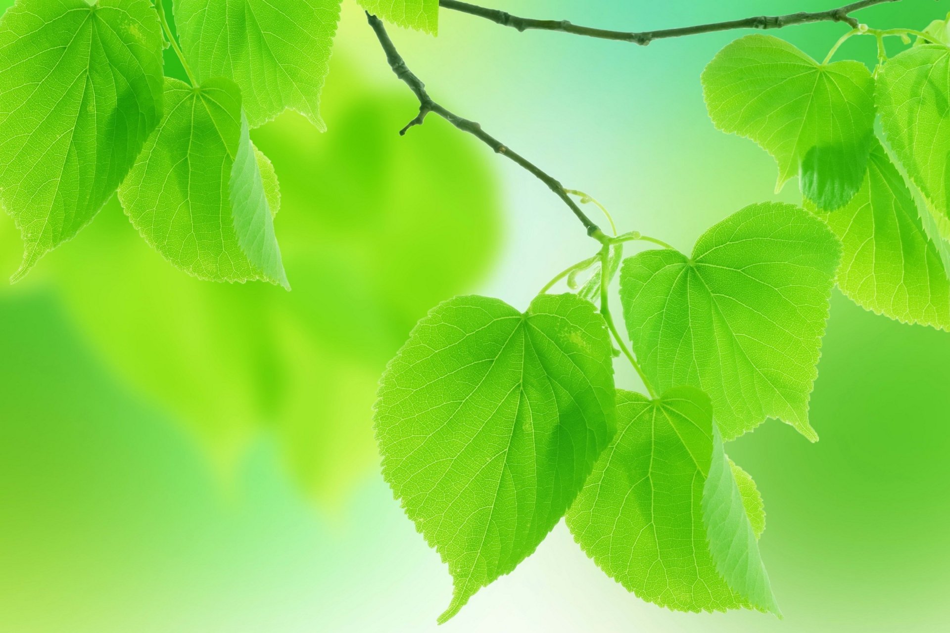 close up green leaves petals branches nature summer