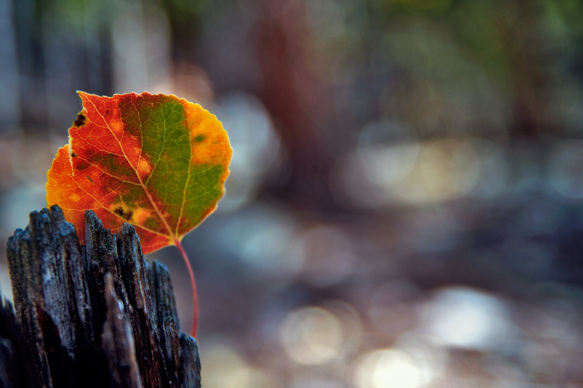 gros plan feuille éblouissement bokeh automne